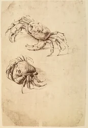 Zwei Krebse; Federzeichnung auf weißem Papier von Leonardo da Vinci, aufbewahrt im Wallraf-Richartz-Museum in Köln